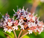 Wild Oregano Oil