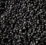 Black Seed Oil